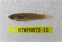 藏品(大肚魚)的圖片